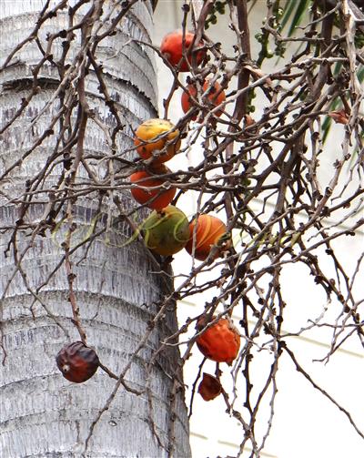  Inflorescence bearing fruits